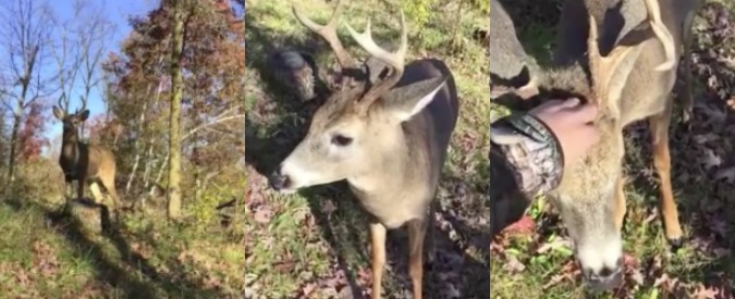 Copertina di Non uccidermi, accarezzami. Il cacciatore si commuove e pubblica video: “Mai visto nulla di simile”