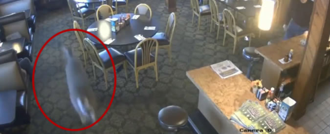 Copertina di Usa, cervo fa irruzione in un ristorante e poi scappa dalla finestra. Il video della fuga