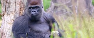 Copertina di Paura allo zoo di Londra, gorilla da 180 kg scappa dalla recinzione