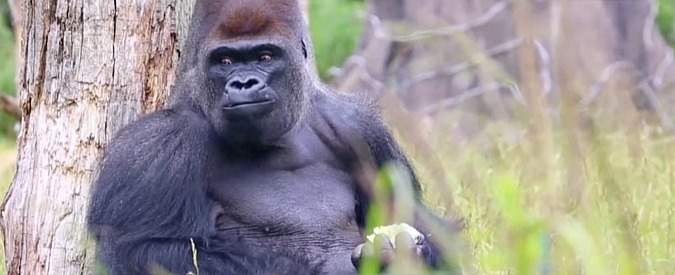 Copertina di Paura allo zoo di Londra, gorilla da 180 kg scappa dalla recinzione