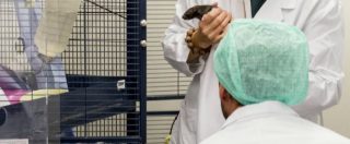 Copertina di Sperimentazione animale, “Italia troppo restrittiva. Rischio di un’ondata di cervelli in fuga”