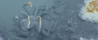 Copertina di Messico, il lago tossico sul fondo dell’oceano: letale per i pesci e per l’essere umano