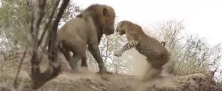 Copertina di Leone vs leopardo, l’agguato ripreso durante il safari. Chi avrà la meglio tra i due grandi felini?