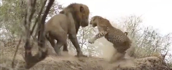 Copertina di Leone vs leopardo, l’agguato ripreso durante il safari. Chi avrà la meglio tra i due grandi felini?