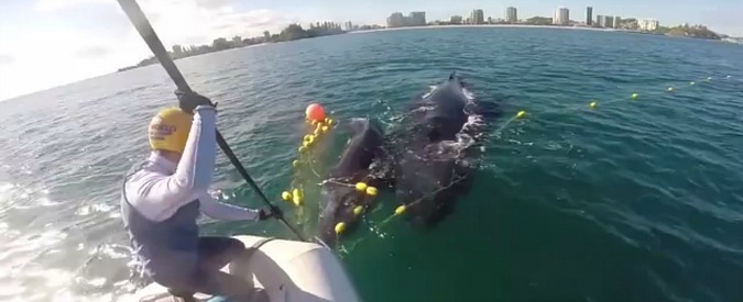 Copertina di Megattera disperata: il suo piccolo è impigliato nella rete antisquali. Ma ecco che arrivano i soccorsi