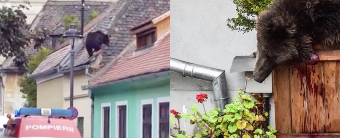 Copertina di La brutta fine dell’orso della Transilvania: abbattuto dopo la scorribanda in paese