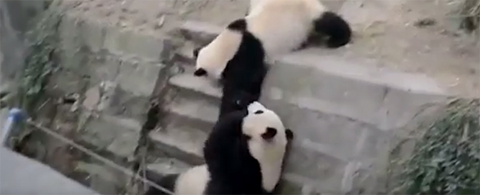 Copertina di Kung fu panda: dai cartoon alla realtà. La battaglia fra due esemplari in un parco cinese