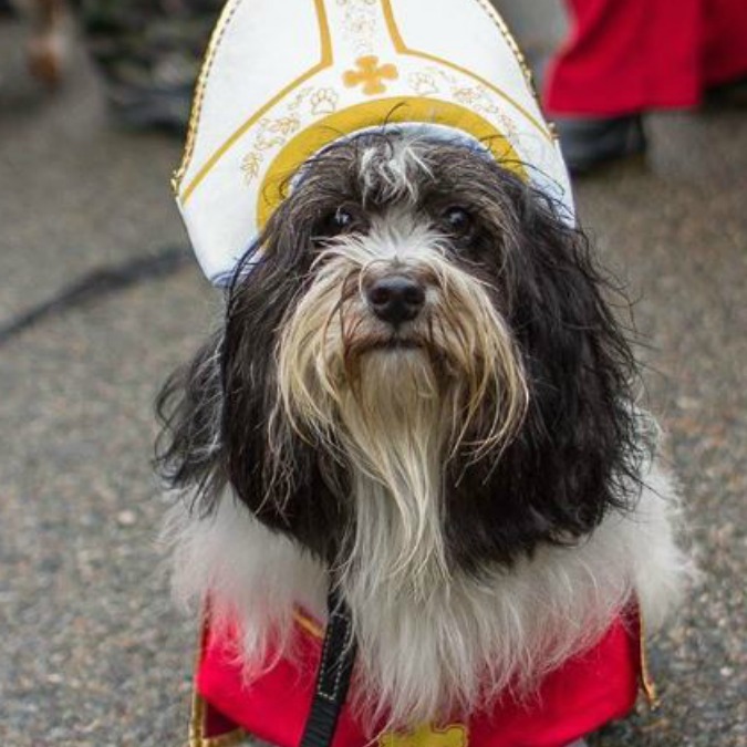 Tompkins Square Dog parade, la grande tristezza: come ti vesto il cane per Halloween (FOTO)