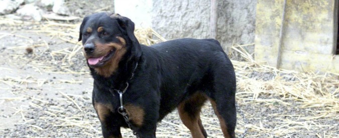 Bari, aggredito da tre rottweiler: gambe amputate a un uomo di 43 anni