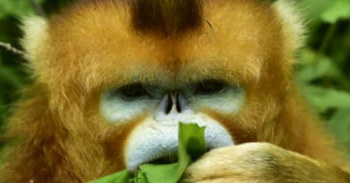 La “scimmia ubriaca” esiste? I primati assumono alcol, trovate tracce di etanolo nell’urina: lo studio