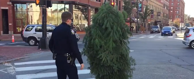 Copertina di Ma che ci fa quell’albero in mezzo alla strada? Arriva la polizia e lo arresta…