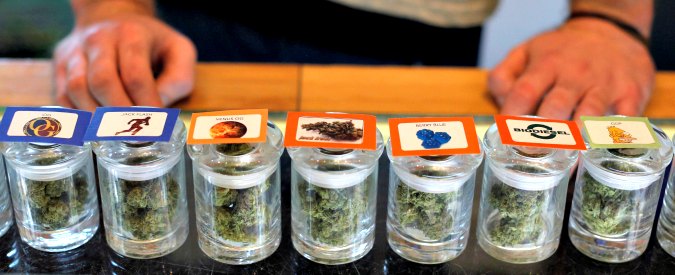 Usa 2016. L’ALTRO VOTO 2/ Coltivatori di cannabis in California: “No legalizzazione a scopo ricreativo, rischio monopolio”