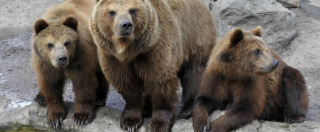 Copertina di Trento, terzo orso ucciso in Val di Non da un veleno vietato dal 2012. La Procura indaga