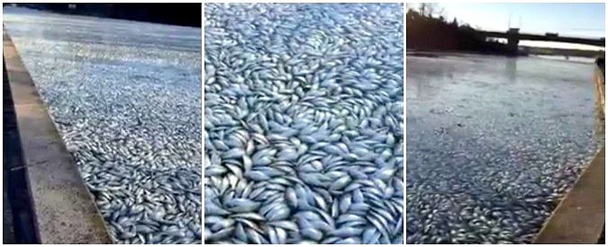 Copertina di Misteriosa moria di pesci a New York. La guardia ambientale indaga sulle cause della colossale ipossia