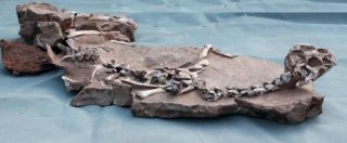 Copertina di Trovato intatto dinosauro morto nel fango: ecco il Tongtianlong limosus
