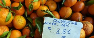 Copertina di Puglia, non solo Xylella: agrumeti a rischio col virus Tristeza. Coldiretti: “Servono controlli sulle importazioni”