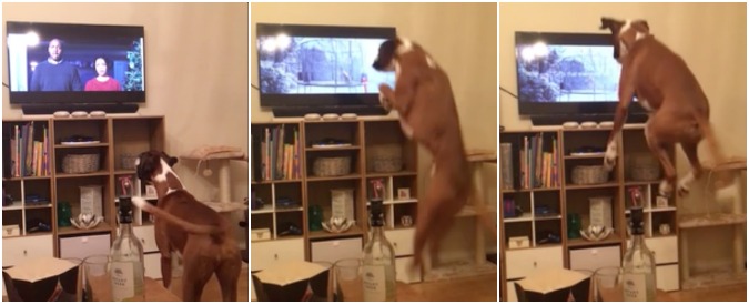 Copertina di Una pubblicità da cani. La reazione del boxer davanti alla Tv è tutta da ridere