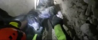 Copertina di Terremoto, il cane guaisce da sotto le macerie. I pompieri scavano a mano per salvarlo