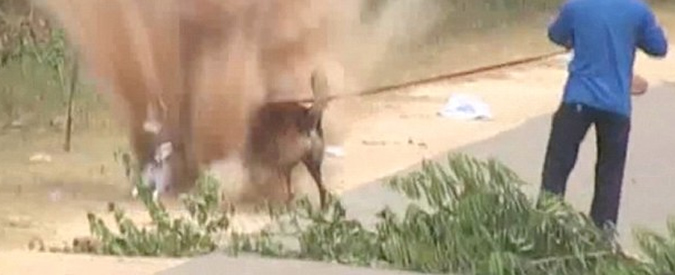 Copertina di Mine anti-uomo, un pastore tedesco paga a caro prezzo le operazioni di sminamento