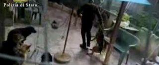 Copertina di Lecce, sevizie nel canile lager: uomo giocava a baseball con la testa degli animali