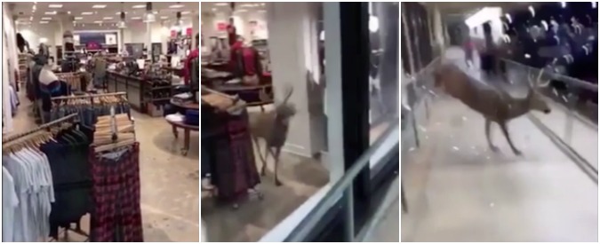 Copertina di Che incornata! Il cervo fa shopping, poi sbaglia la via d’uscita