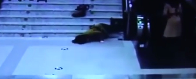 Copertina di Cammina assorta mentre chatta col telefonino: il capitombolo dalle scale è epico