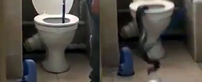 Copertina di Alza il coperchio del water e scopre l’intruso: un pericoloso cobra di due metri