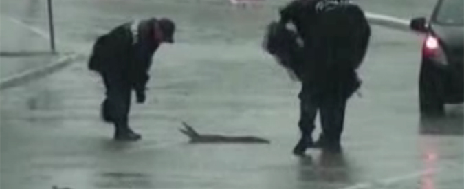 Copertina di Nubifragi in Messico, la laguna esonda e in città oltre all’acqua arriva anche il baby-coccodrillo