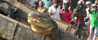 Copertina di Coccodrillo gigante incastrato in un canale nello Sri Lanka. Per il salvataggio serve la ruspa