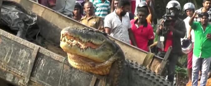 Copertina di Coccodrillo gigante incastrato in un canale nello Sri Lanka. Per il salvataggio serve la ruspa