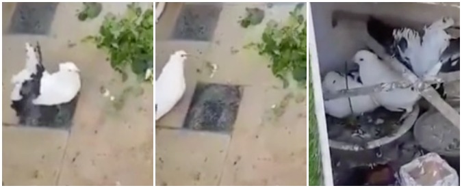 Copertina di Come ti conquisto la colomba: quando la galanteria non è una questione di specie