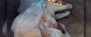 Copertina di Elefantessa ferita, il suo cucciolo non si arrende. Il tentativo di rianimare la mamma è commovente