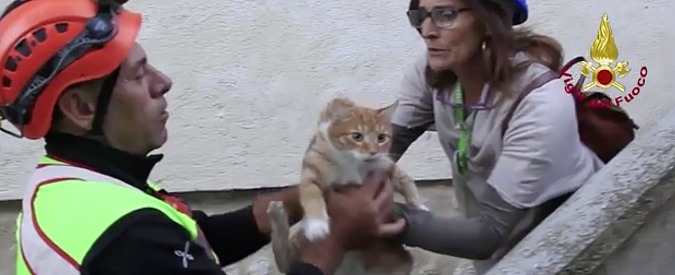 Copertina di Terremoto, dopo le persone “sfollati” anche gli animali. Il salvataggio del gatto rimasto tra le macerie
