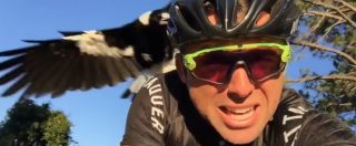 Copertina di Quando la natura diventa aggressiva: la gazza se la prende col ciclista. Il video dell’attacco