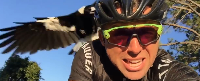 Copertina di Quando la natura diventa aggressiva: la gazza se la prende col ciclista. Il video dell’attacco