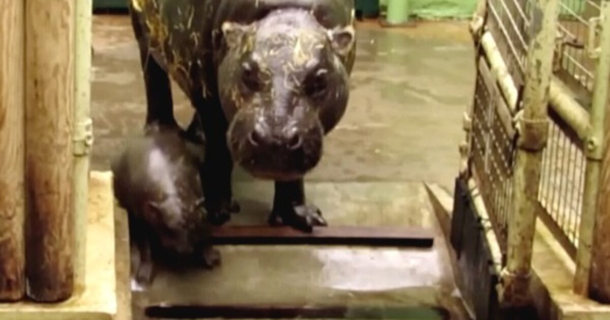 Turista entra nel recinto dello zoo per fotografare l’ippopotamo pigmeo più famoso del mondo: cosa è successo al piccolo Moo Deng