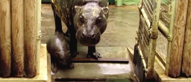 Turista entra nel recinto dello zoo per fotografare l’ippopotamo pigmeo più famoso del mondo: cosa è successo al piccolo Moo Deng