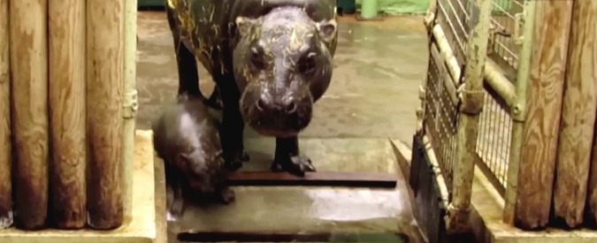 Copertina di L’ippopotamo è piccolo, piccolo, piccolo. Questo cucciolo pigmeo era atteso da 10 anni