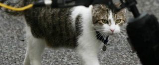 Copertina di Larry The Cat, il gatto di Cameron bullizza i cani di Downing Street. E non solo