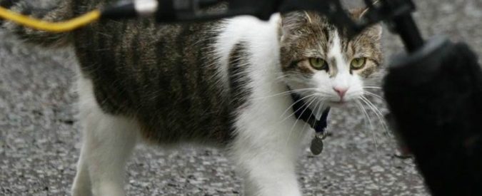Larry The Cat, il gatto di Cameron bullizza i cani di Downing Street. E non solo
