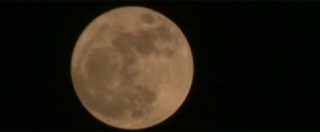 Copertina di Luna, lasciato morire il germoglio di cotone sbocciato sul lato nascosto