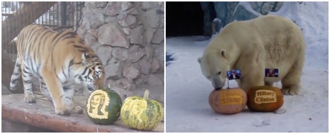 Copertina di Elezioni Usa 2016, nello zoo russo il voto bestiale della tigre e dell’orso