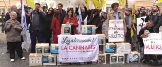 Copertina di Referendum e marijuana, Radicali depositano firme per legalizzarla: “Con Riforma Boschi diventerà impossibile”