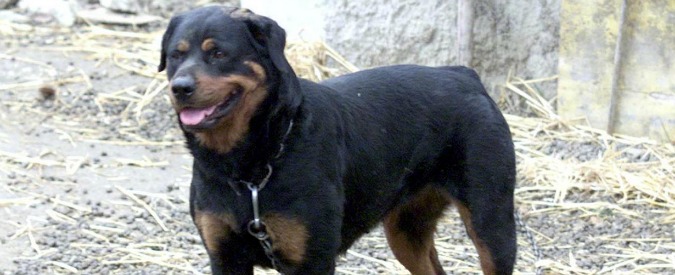 Bimba aggredita da un rottweiler, salvata dal nonno che ha ucciso cane a coltellate