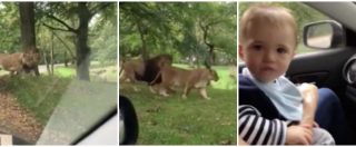 Copertina di La gita allo zoo safari non è di suo gradimento: alla vista dei leoni il bebé reagisce così