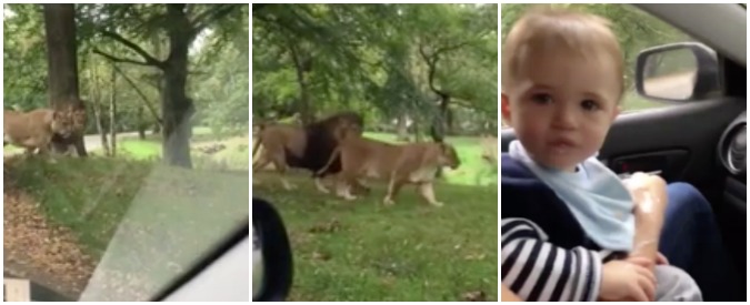Copertina di La gita allo zoo safari non è di suo gradimento: alla vista dei leoni il bebé reagisce così