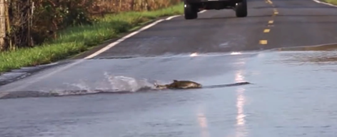 Copertina di Usa, tracima il fiume Skokomish e i salmoni ne approfittano per attraversare la strada