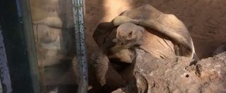 Copertina di “Wow, wow, wow…” il piacere della tartaruga durante il sesso