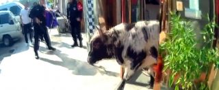 Copertina di Toro furioso semina il panico per le strade della città. Braccato dagli agenti viene abbattuto