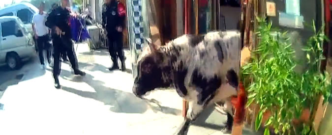 Copertina di Toro furioso semina il panico per le strade della città. Braccato dagli agenti viene abbattuto